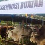 Distanak Boltim Galakan Program Sapi Indukan Wajib Bunting