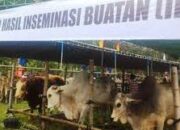 Distanak Boltim Galakan Program Sapi Indukan Wajib Bunting