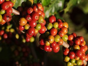 Kota Selatan dan Utara Miliki Potensi Pengembangan Kopi Organik