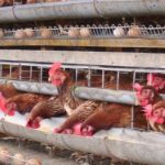 Desa Poyowa Besar I dan Poyowa Besar II Sentra Produksi Telur Ayam Terbaik