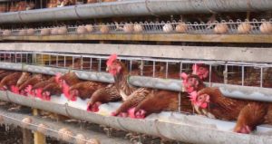 Desa Poyowa Besar I dan Poyowa Besar II Sentra Produksi Telur Ayam Terbaik