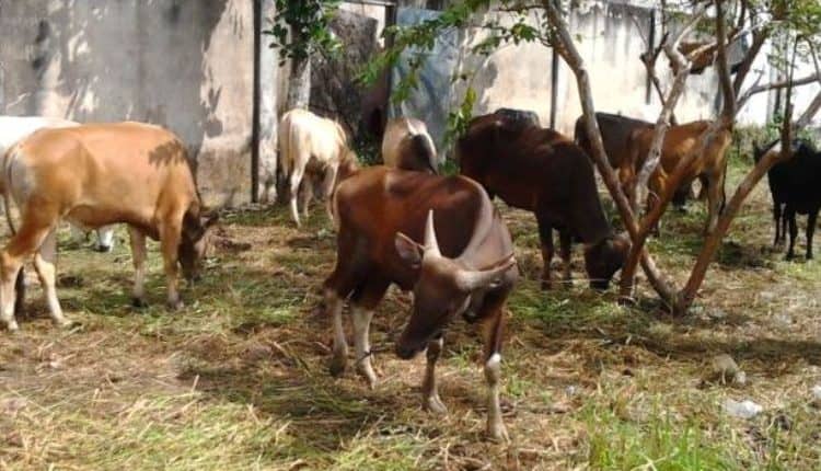 Harga Hewan Qurban Mulai Naik