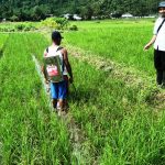 Hama Pengerek Batang Padi Serang Sawah di Buyat