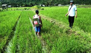 Hama Pengerek Batang Padi Serang Sawah di Buyat