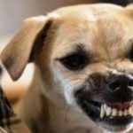 Gigit Warga Pemilik Anjing Terancam Denda Satu Juta Setengah