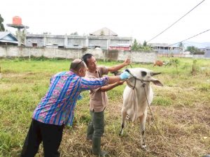 Sri: Hasil Pemeriksaan, Semua Ternak dalam Kondisi Sehat