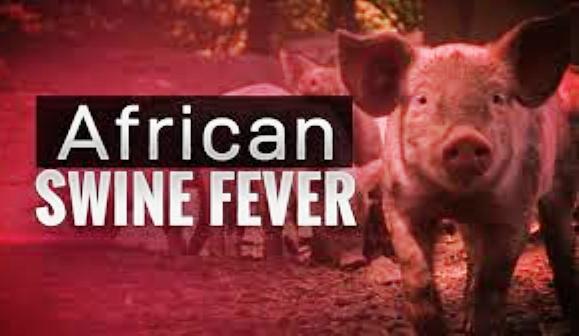 Distanak Pastikan Boltim Bebas Virus Babi Afrika