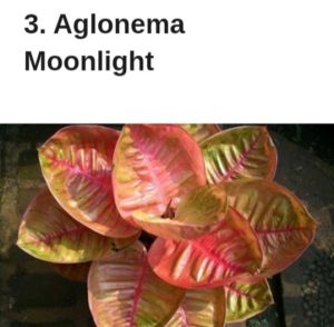 Ini 13 Jenis Bunga Aglaonema Detiksulawesi com