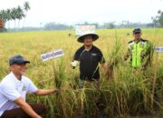 Asripan Nani Panen Padi dan serahkan Bantuan Mesin Pertanian di Desa Bungko Sulawesi Utara